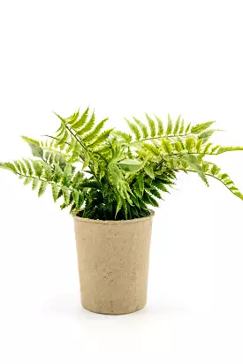 Paper Pot Fern