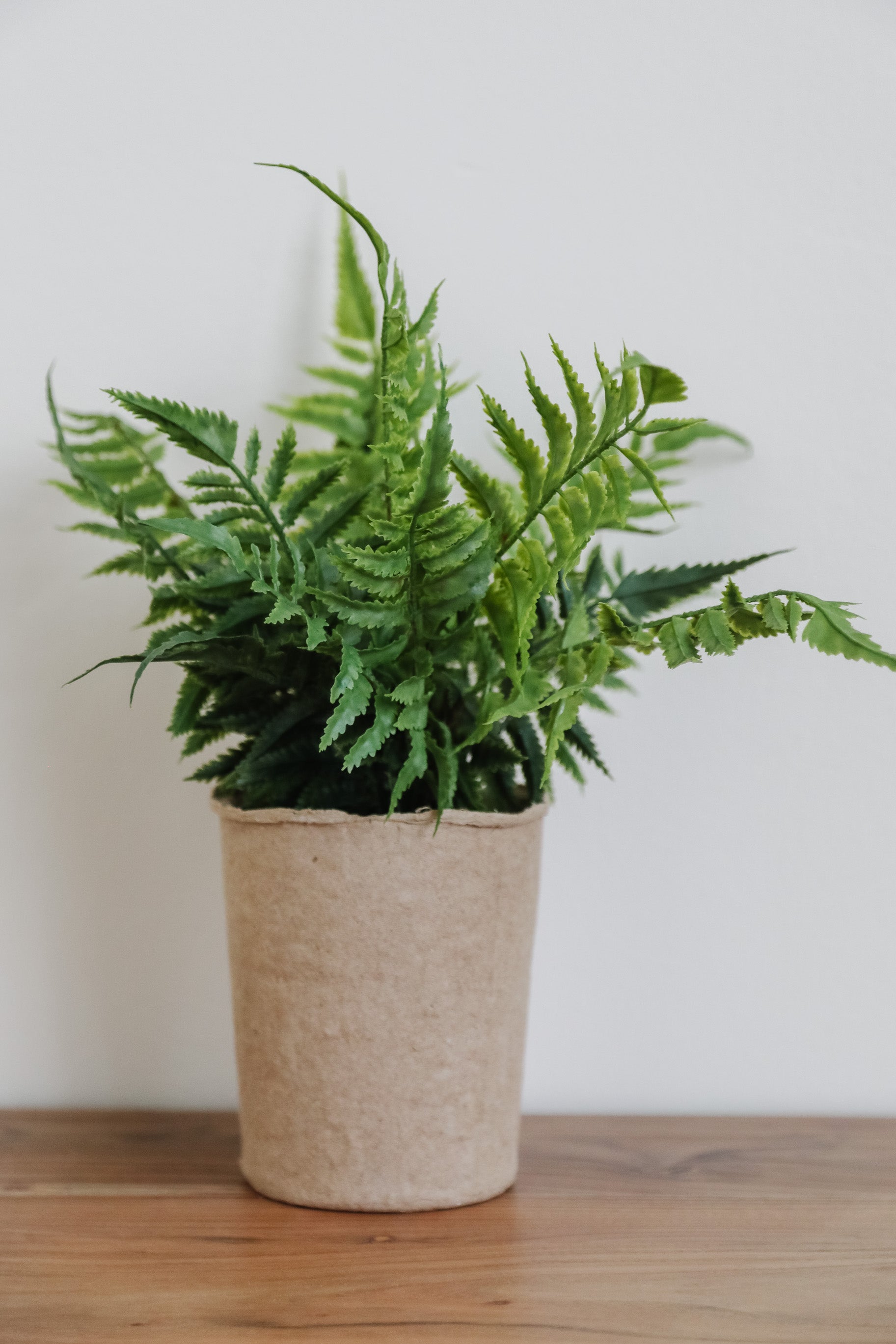 Paper Pot Fern