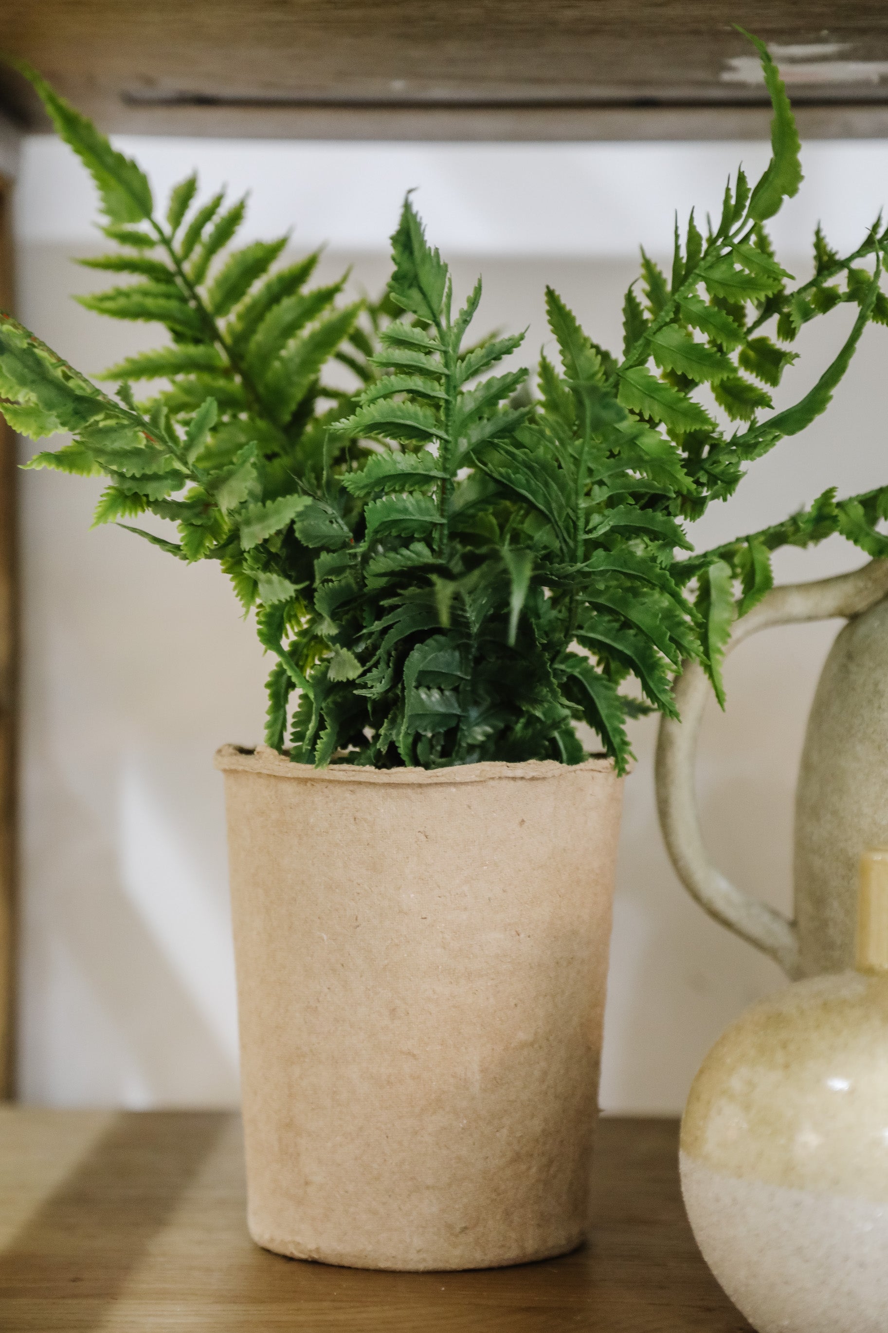 Paper Pot Fern