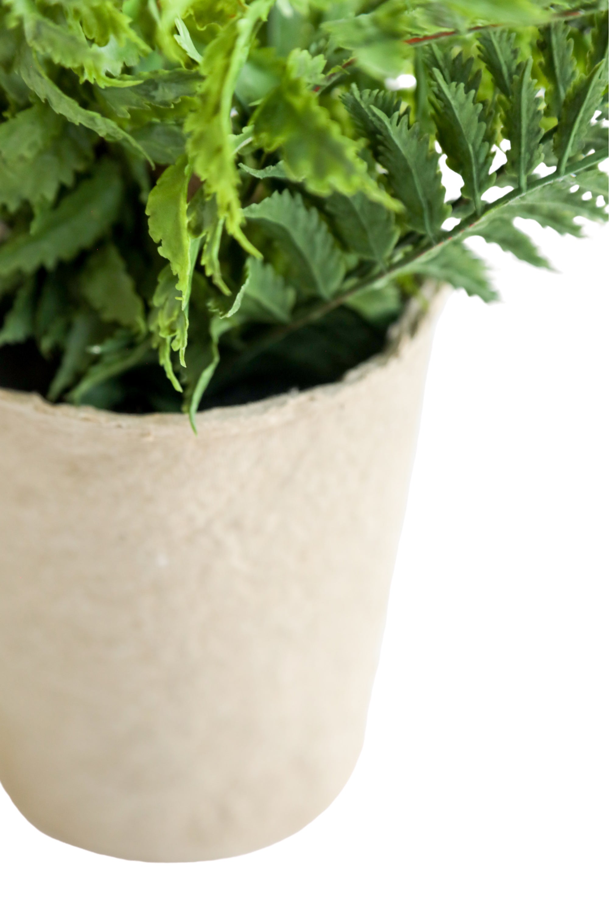 Paper Pot Fern